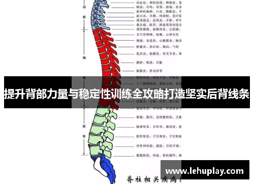 提升背部力量与稳定性训练全攻略打造坚实后背线条